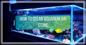How to Clean Aquarium Air Stone