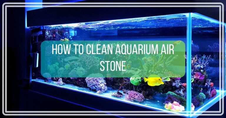 How to Clean Aquarium Air Stone