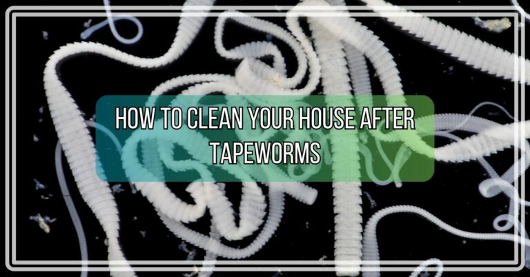 How to Clean Your House After Tapeworms