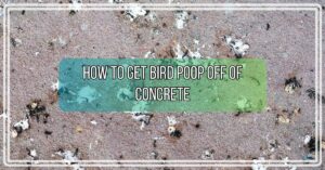 How to get Bird Poop Off of Concrete